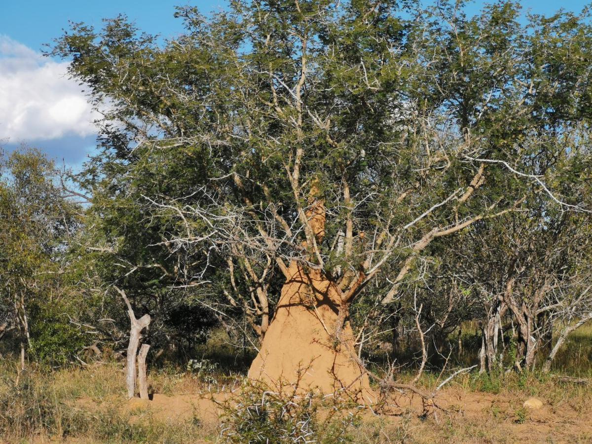 Mali Mali Safari Lodge Hoedspruit Luaran gambar